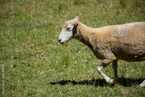 A grazing sheep walks through a summer field photo