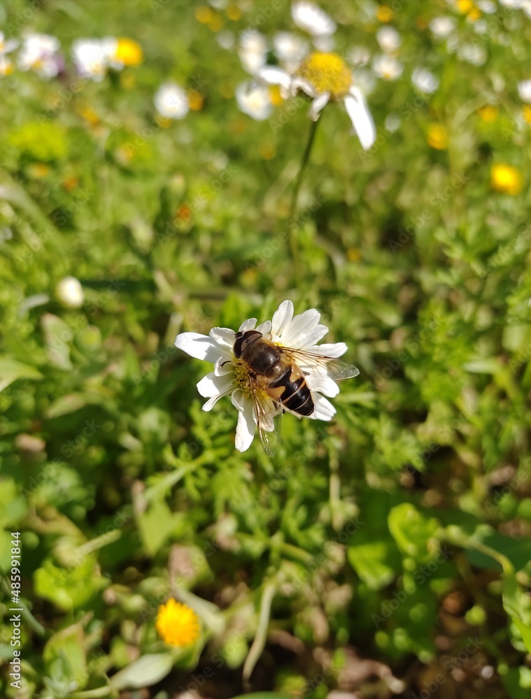 bee on a flower bee on a flower