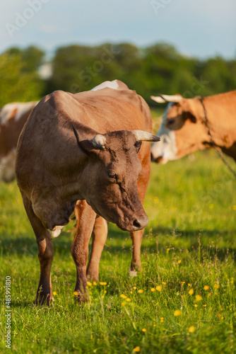 Wallpaper Mural brown cow grazing on the lawn Torontodigital.ca