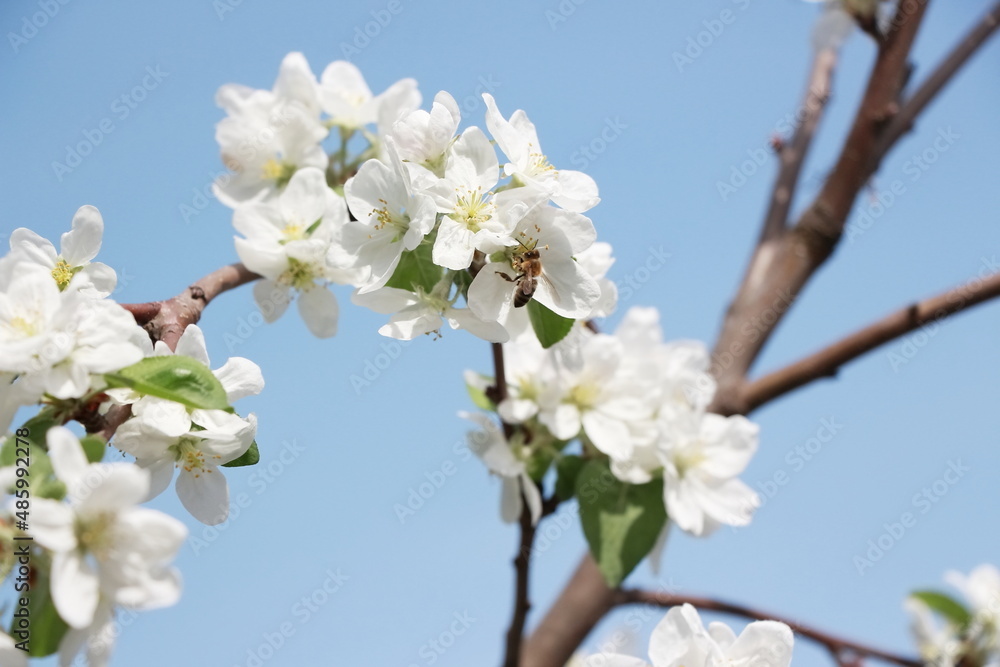 a blooming apple tree branches against a blue sky closeup and a bee