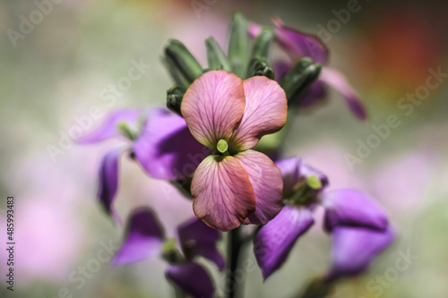 A lavender Wall Flower   frontal view     close up 