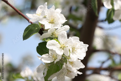 snow-white apple tree flowers