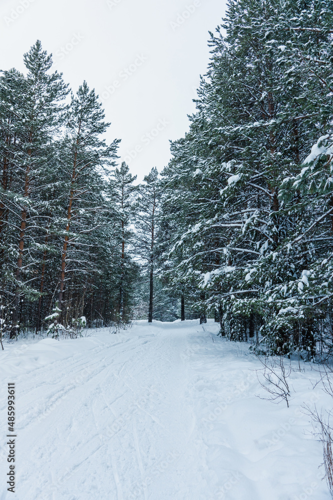 Fototapeta premium Road through winter pine forest with clear snow after snowfall. Winter landscape.