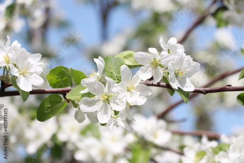 white apple tree blossoms against a blue sky