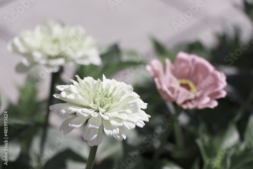 white double flowers of zinnia
