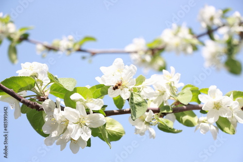 white flowers on a blue sky background