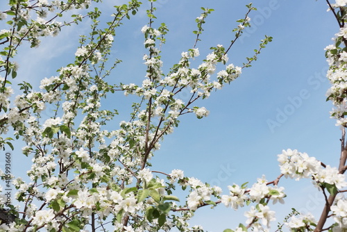 a blooming apple tree against a blue sky
