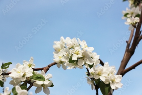 a blooming apple tree branch against a blue sky closeup