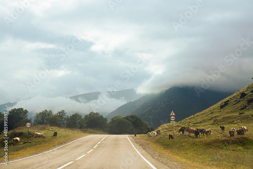 Green landscape with road. Cloudy sky, cows grazing, mountains n the background
