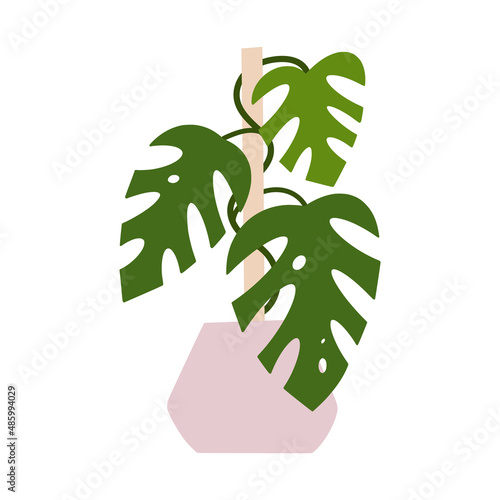 Monstera houseplant in flowerpot. Flat hand drawn foliage tropical plant for modern office or home decor illustration. Cute green flower for urban jungle garden.