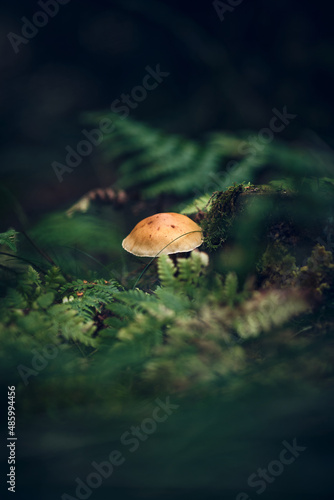 Mushroom at the forest ground. High quality photo