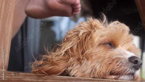 A loyal, sleepy dog rests at the feet of a pet owner, slowing drifting off to sleep. Cavoodle breed close up. photo