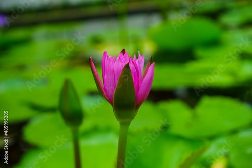 pink lotus flower