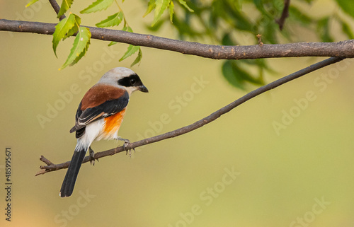 A long-tailed shrike perched on a branch in a park photo