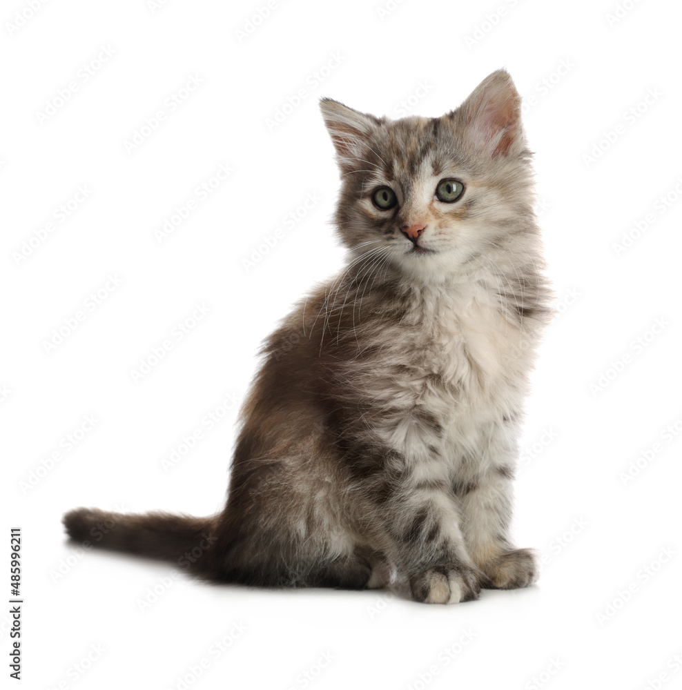 Obraz premium Cute fluffy kitten on white background. Baby animal