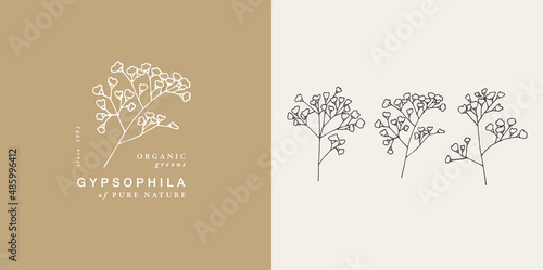 Vector illustration gypsophila branch - vintage engraved style. Logo composition in retro botanical style. photo