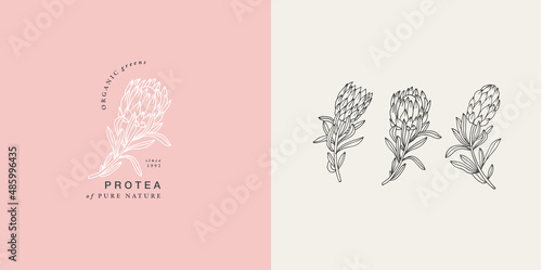 Vector illustration protea flower- vintage engraved style. Logo composition in retro botanical style.
