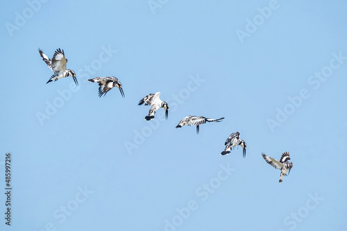 A Pied Kingfisher (Ceryle rudis) hovering above the river. Pied Kingfisher on blue sky background. photo