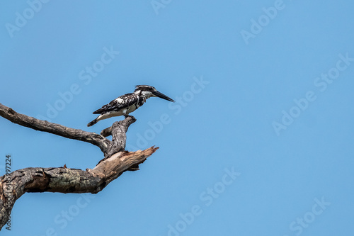 Pied kingfisher wandering on the dry branches in Thailand.