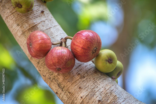 Fresh Figs fruit hanging on the branch of Indian fig tree or goolar ( gular), in Bengali Dumur fruit edible with purplish red skin and soft, sweet flesh with many seeds. Horticultural Spanish. photo