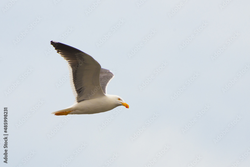 Seagull 1 Seagull 1