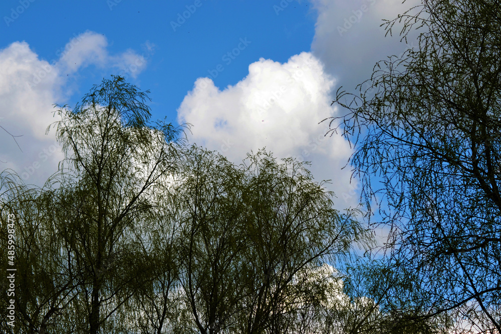 Spring leaves caress the blue sky Spring leaves caress the blue sky
