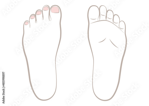 女性の左の足の裏と足の甲