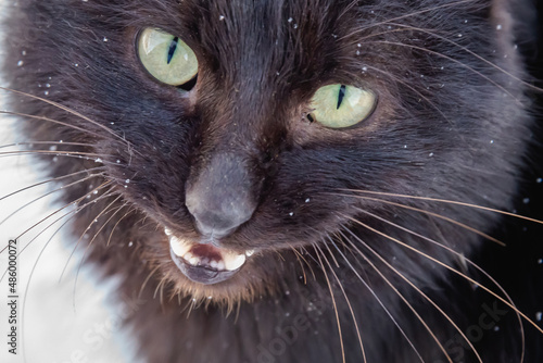 Fototapeta Naklejka Na Ścianę i Meble -  The black cat showed her teeth. Screaming.