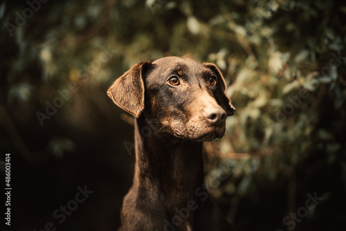 Dog Photography - Brown Doberman Portrait