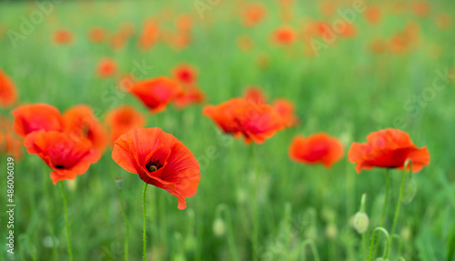 red poppies bloom on a green field