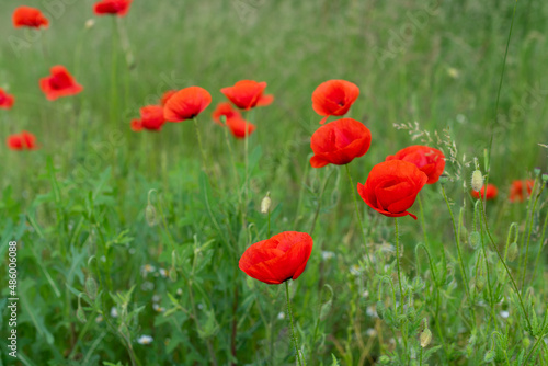 red poppies bloom on a green field © Yura
