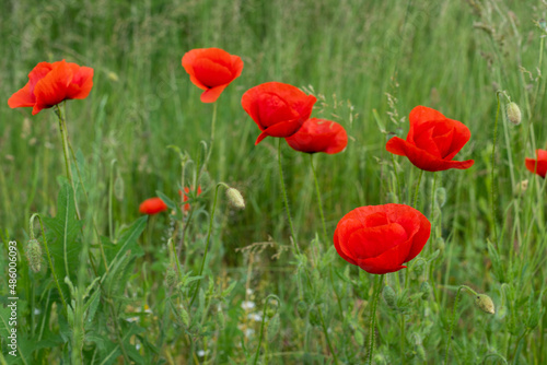 red poppies bloom on a green field