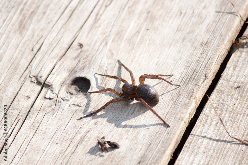 The hunter spider is a Raft spider, a species of araneomorphic spiders from the Pisauridae family, widespread in Eurasia. The hunter spider is a Raft spider, a species of araneomorphic spiders from the Pisauridae family, widespread in Eurasia.