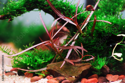 aquascape, aquascaping, hardscape, aquarium, hardmade, natureaquarium, green, nature, plant, hygrophila sp. araguaia	
 photo