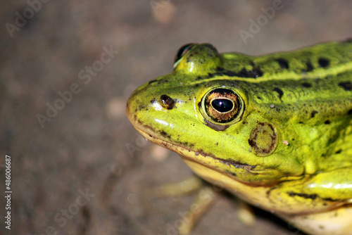 Close-up portrait of a green pond frog (Pelophylax lessonae)