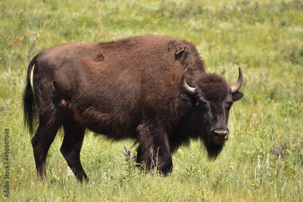 American Buffalo Standing in a Large Meadow