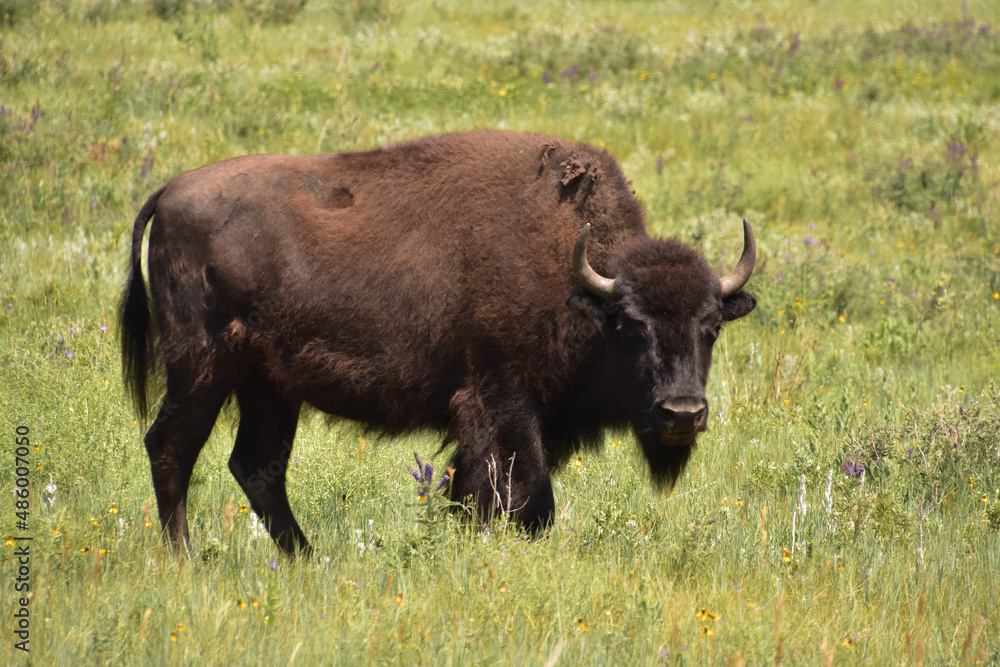 Bison Bull on the Prowl for a Mate