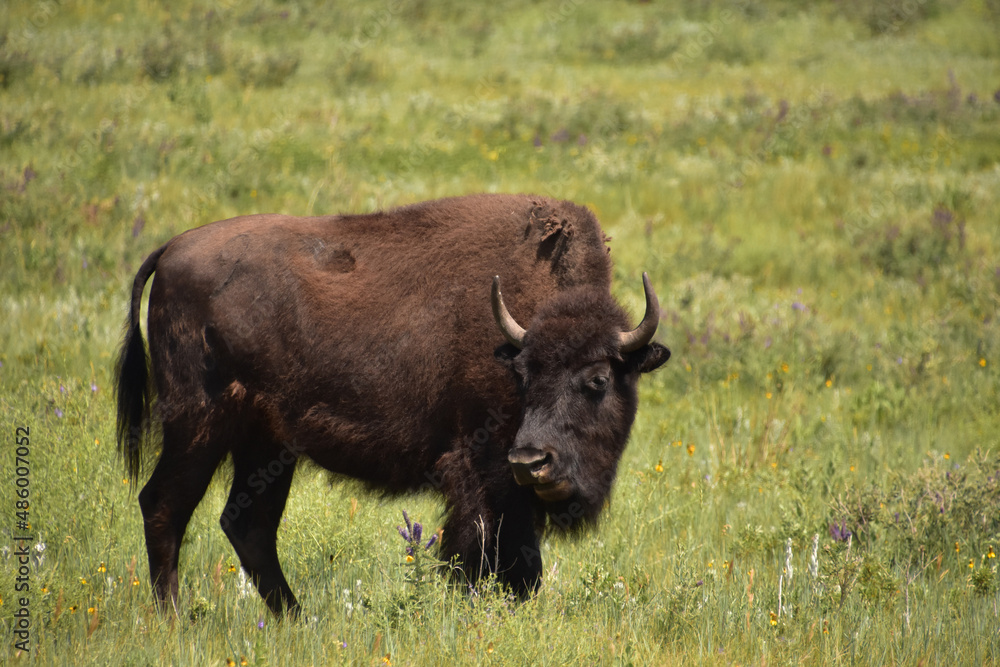 Fantastic Capture of an American Buffalo Looking Back