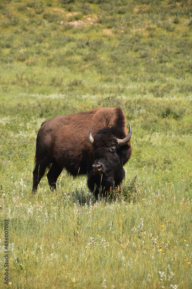 Lone Buffalo Standing in a Grass Field