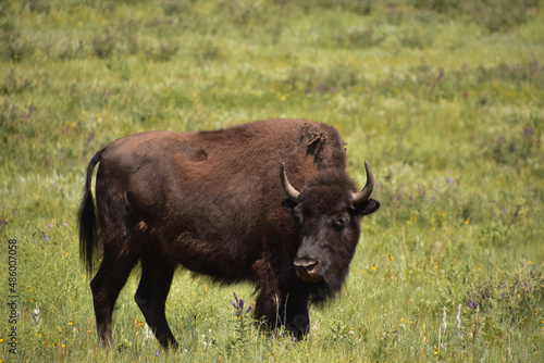 Fototapeta Naklejka Na Ścianę i Meble -  Bison Looking Back over His Shoulder in North Dakota
