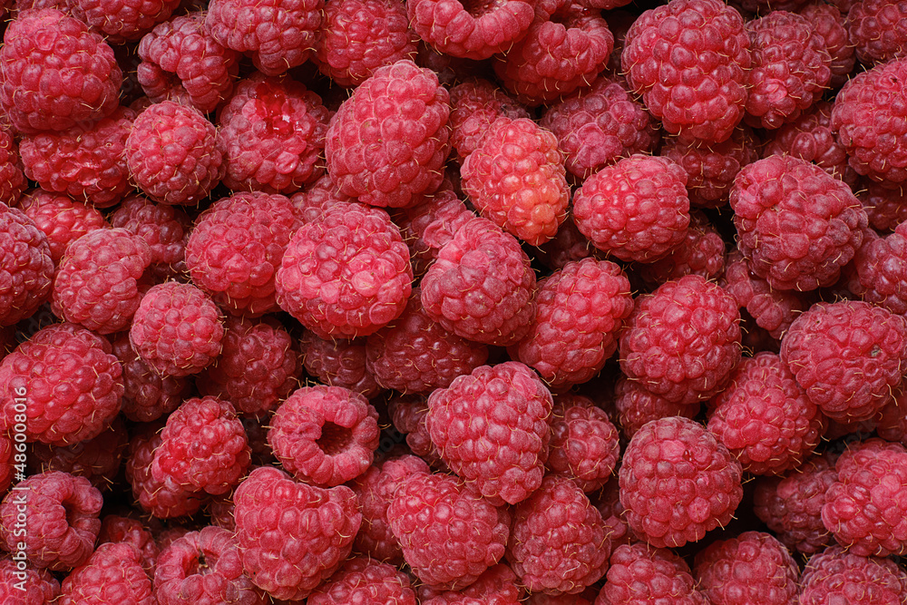 Juicy ripe raspberries background. Selective focus Juicy ripe raspberries background. Selective focus