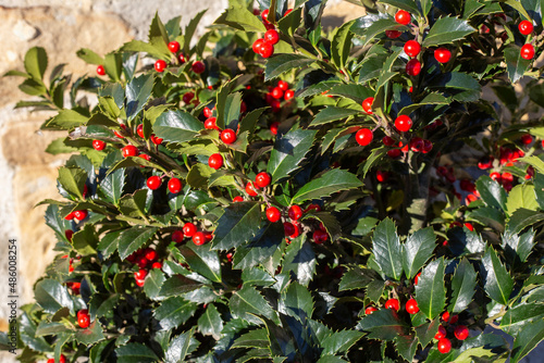 holly, ilex aquifolium Alaska, with red berries. sunny day. selective approach photo