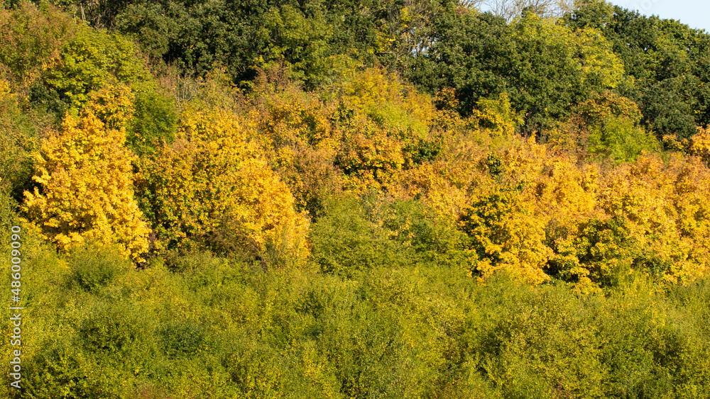 Fototapeta premium Yellow autumn trees in forest