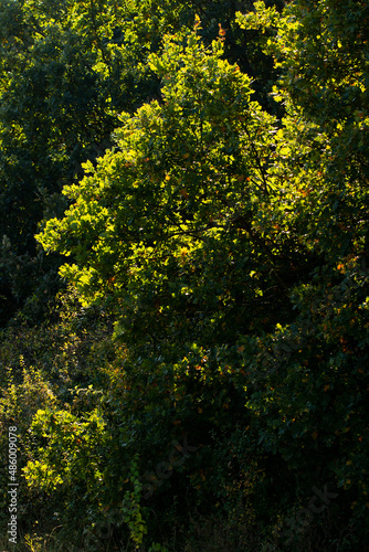 Dark green forest