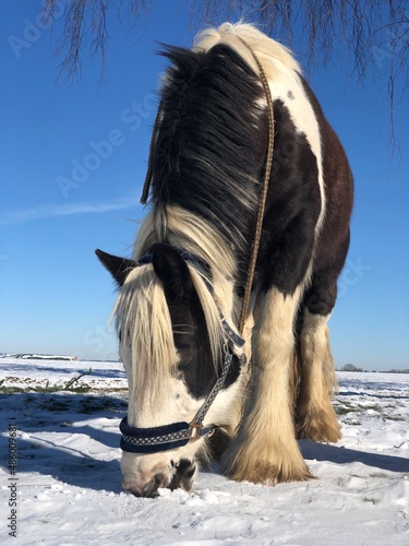 Horse Grazing in the Snow