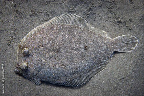 Close-up of flatfish laying on sand © bruno135_406