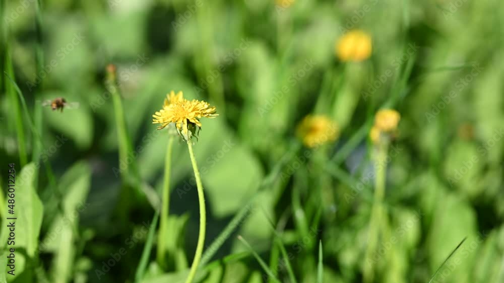 The bee. Glade of fresh meadow dandelions on a sunny spring day. Flowering dandelions. Excellent background for the expression of spring mood. Dandelion plant with a fluffy bud. The bee. Glade of fresh meadow dandelions on a sunny spring day. Flowering dandelions. Excellent background for the expression of spring mood. Dandelion plant with a fluffy bud.