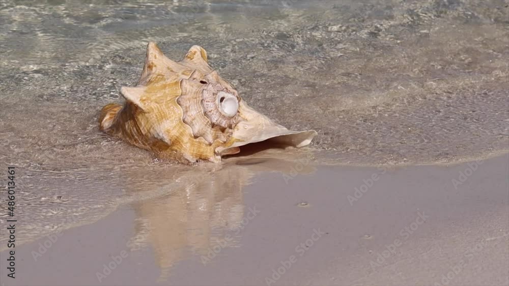 Spectacular and exotic natural seashell bathed by the ocean waves on a white sandy beach. Spectacular and exotic natural seashell bathed by the ocean waves on a white sandy beach.