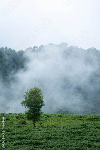 Lone tree in the mountains with a cloud in the background in a field of ferns