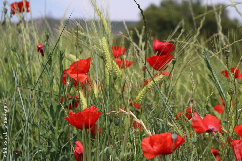 Fototapeta premium poppies in the breeze in a meadow